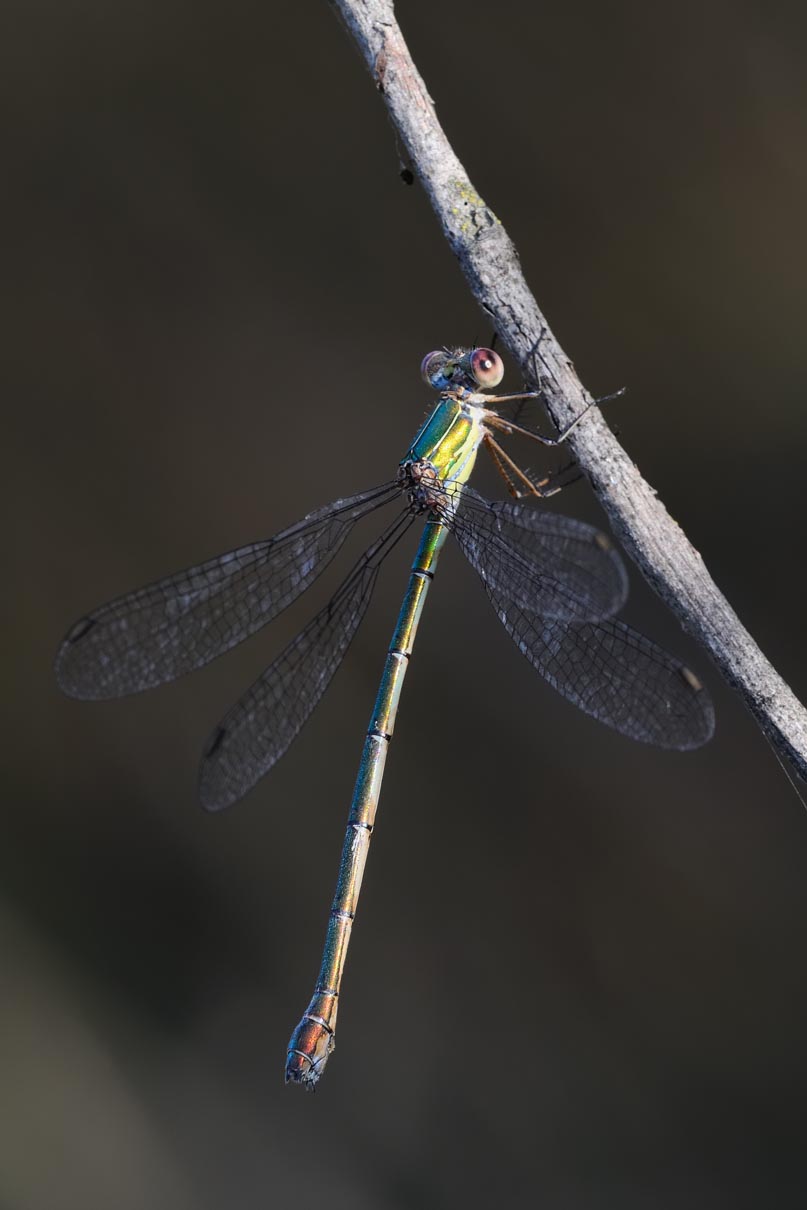 Lestes viridis femmina?